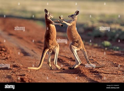 Red Kangaroo (Macropus rufus) two adult males, fighting on dirt track, Sturt N.P., New South ...