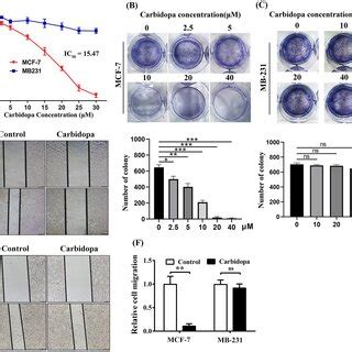 Carbidopa Selectively Inhibits The Proliferation And Migration Of The