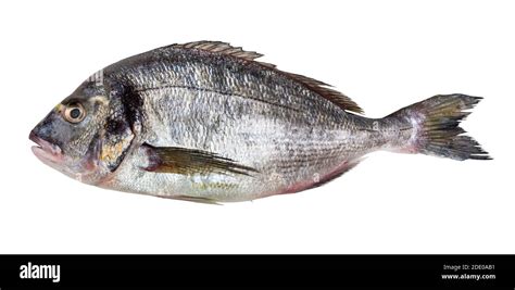 Raw Gilt Head Sea Bream Sparus Aurata Orata Dorada Cut Out On White