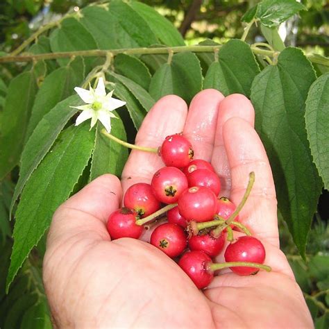 Capulines Fruit