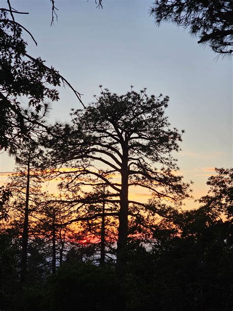 Mountain Oak Camping Wrightwood Ca