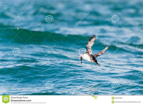 Puffin Catching A Fish Off On Faxafloi Bay, Reykjavik, Iceland Royalty ...