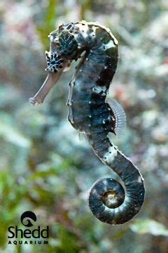 Tiger tail seahorse | Seahorse, Beautiful sea creatures, Ocean creatures