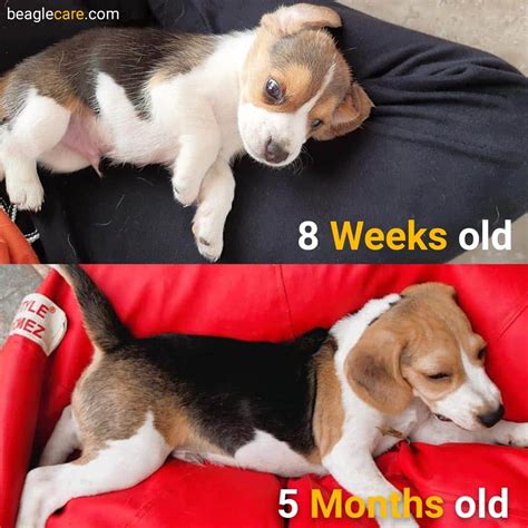 beagles change color beagle care