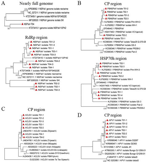 Phylogenetic Analysis Of The Identified Viruses The Phylogenetic Trees