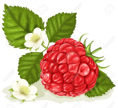 raspberry illustration Google 검색 Watercolor fruit Fruit