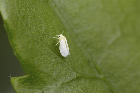 Whitefly Symptoms And How To Control Them