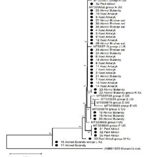 Phylogenetic Tree Based On The Amino Acid Sequence Of The PilA Gene