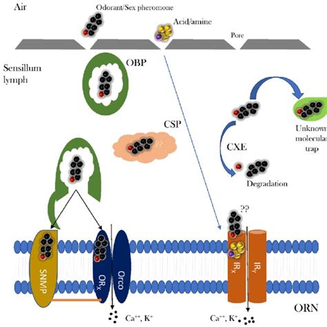 Schematic View Of The Pheromone Biosynthesis Pathway In The Four New