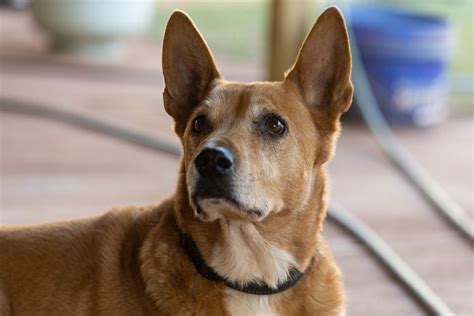 61 Chiens marron blanc un aperçu de toutes les races qui ont un