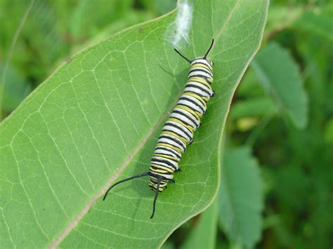 Monarch Butterflies Wild About Utah