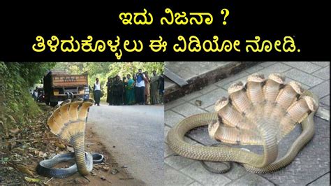 Seven head snake skin draws crowds near temple – Unexplained Mysteries