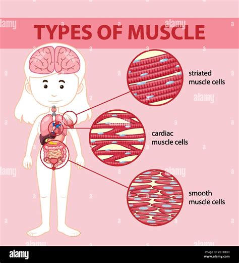 Tipos de ilustración del diagrama de células musculares Imagen Vector