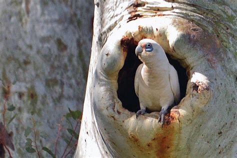 Gimme Shelter Conserving Hollow Nesting Birds