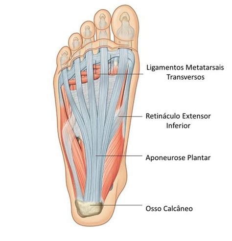 Blog Estival Anatomia Do Pe Tipos De Pe Images