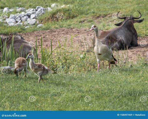 African Goose A Breed Of Domestic Goose With Goslings Are On The