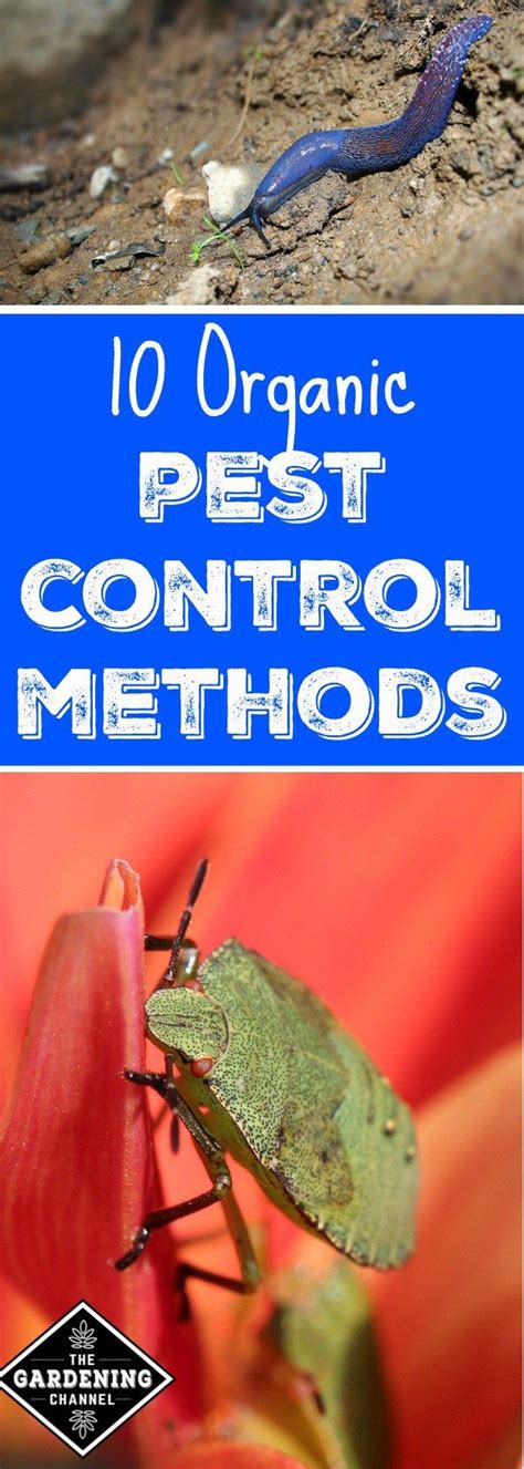 10 Organic Pest Control Methods To Use In Your Garden Organic Pest