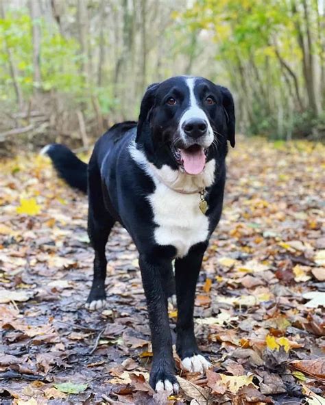 40 Bernese Mountain Dog Mixes You'll Love!