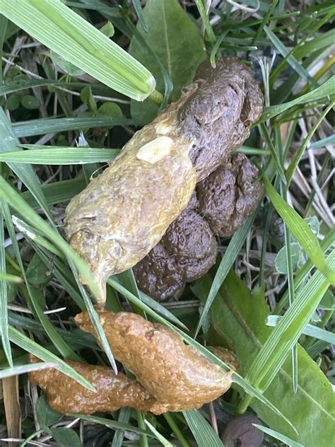 Tapeworm In Dog Poop