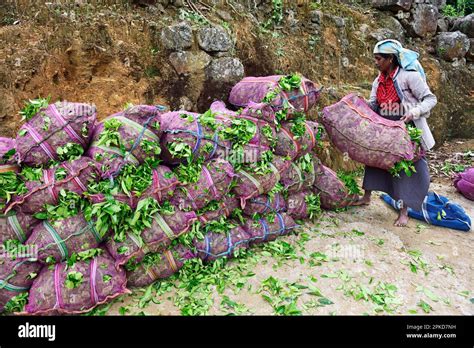 Tea Pickers At The Tea Collection Point Dambatenne Tea Garden