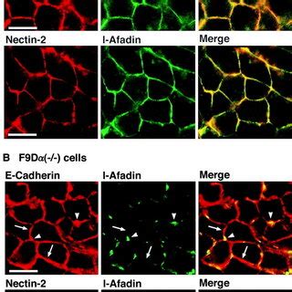 Structures Of Various Constructs Of Nectin L Afadin Ponsin