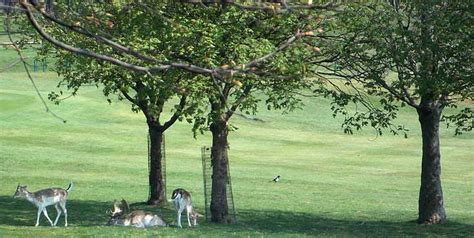 Bark and Tree Guards | DeerBusters.com