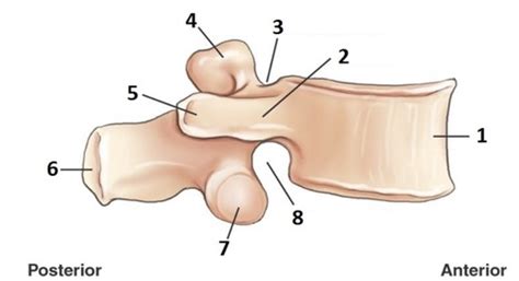 CS Unit 2 Pelvis Lumbar Spine Pelvis Girdle Flashcards Quizlet