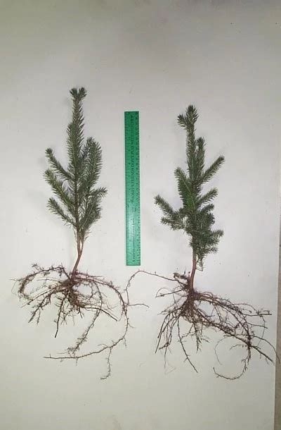 Spruce, White 3-0 – New Hampshire Seedlings