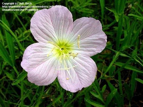 Plantfiles Pictures Oenothera Species Mexican Evening Primrose Pink