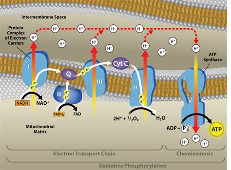 7.4 Oxidative Phosphorylation – Biology 2e for Biol 111 and Biol 112