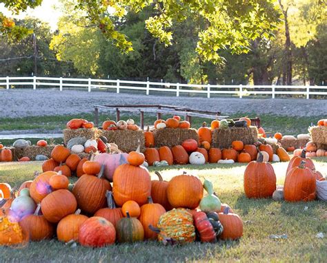 Favorite Pumpkin Patches In Dallas Fort Worth 2024 Dfw Craft Shows