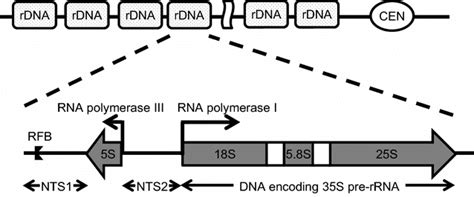 Schematic Of A Rdna Unit In S Cerevisiae Rdna Cluster Is Located At