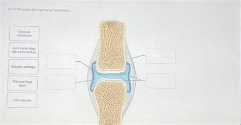 [Solved]: Label the parts of a typical synovial joint. Synov