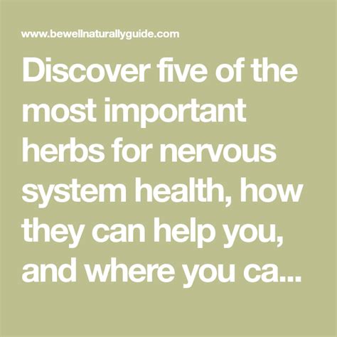 5 Important Herbs For Nervous System Health