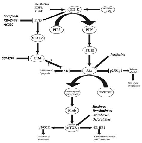 The Phosphatidylinositol Kinase Pi K Akt Mammalian Target Of