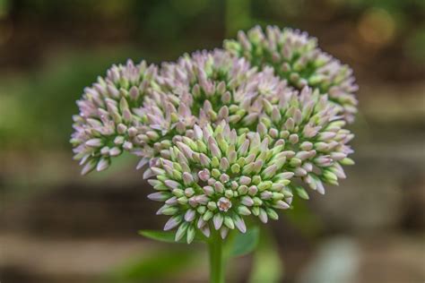 8/24/16 – Stone Flower at Botanical Gardens | Picture Birmingham