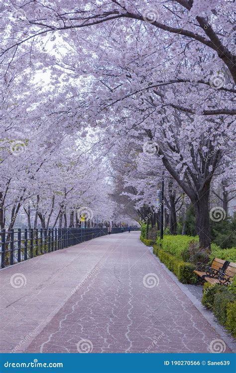 Spring Time and Cherry Blossom in Spring of Seoul South Korea Stock ...