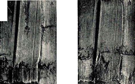 Bullet Striations Comparison Forensic Ballistics