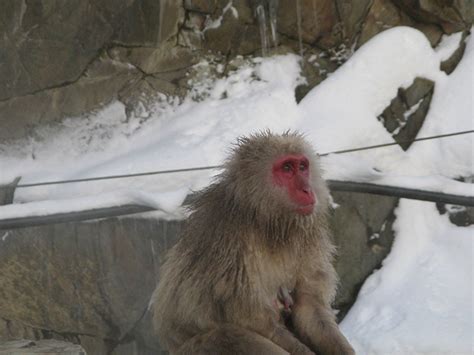 snow-monkeys-japan - Contented Traveller