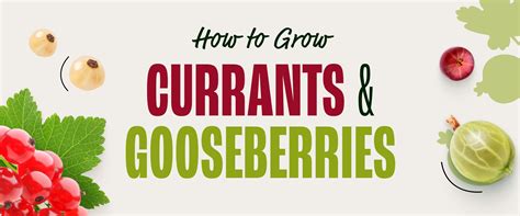 How To Grow Currants And Gooseberries Nourse Farms