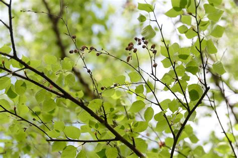 How to Grow and Care for a Paper Birch Tree