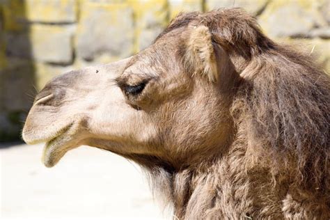 Portreta Arabski Wielbłąd Camelus Dromedarius Zdjęcie Stock Obraz