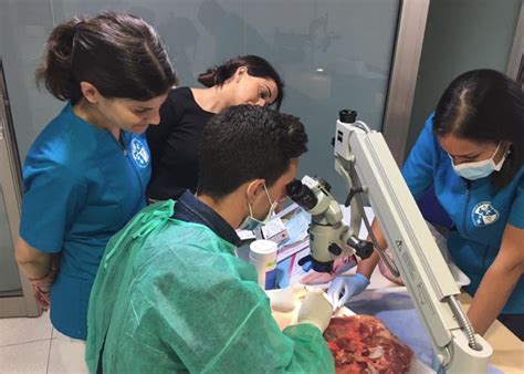 Microcirug A Periodontal Y Endod Ncica C Tedra Ivio Upv