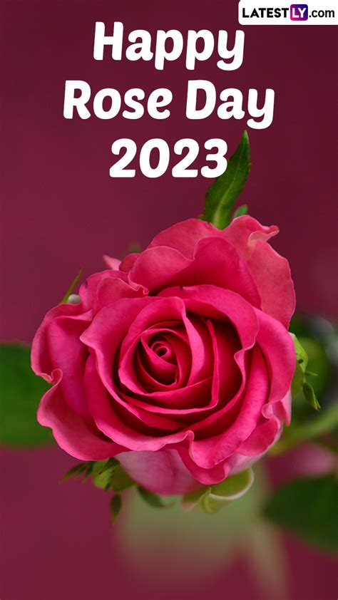 Happy Rose Day 2023 Wishes, Greetings, Images and Messages | 🙏🏻 LatestLY