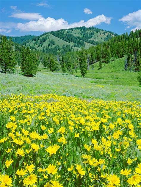 Alpine Meadow In Wyoming By Ron Thomas