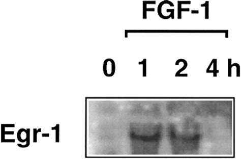 Fgf Induced Platelet Derived Growth Factor A Chain Gene Expression In