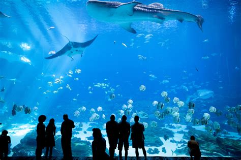 The National Aquarium of Abu Dhabi – Site Title