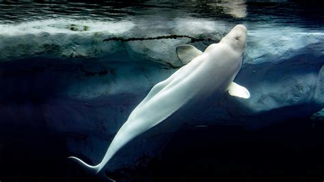 Beluga whale | Habitat and migration - WWF Arctic