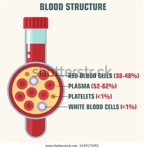 Vector Medical Icon Structure And Blood Components Illustration Of A