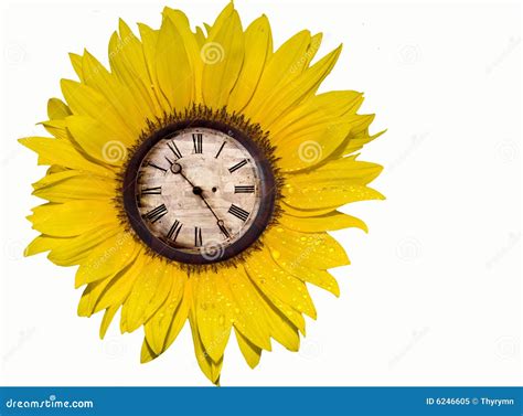 Sunflower With Clock Royalty Free Stock Photo - Image: 6246605